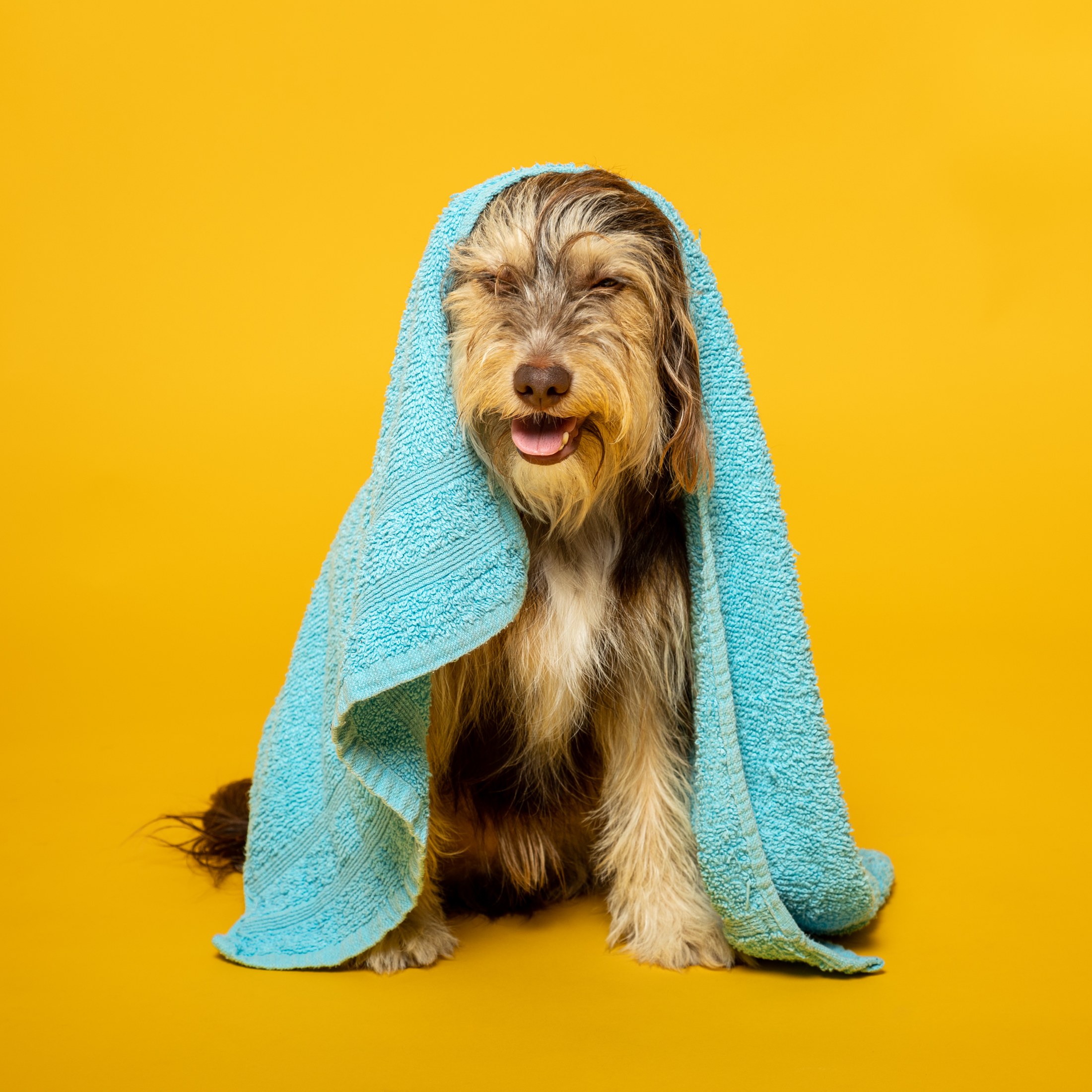 A dog wrapped in a towel
