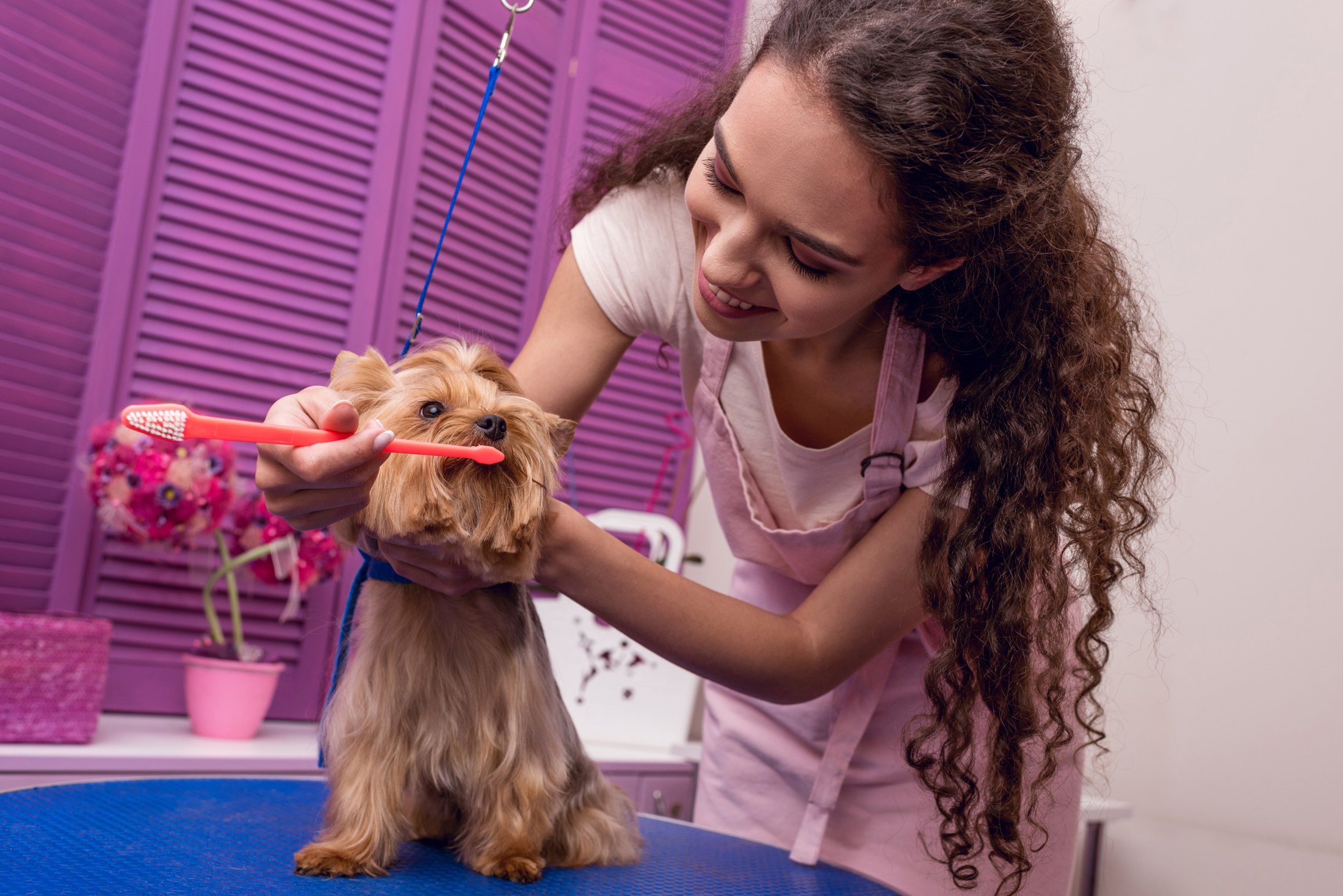 A groomer brushing a dog’s coat