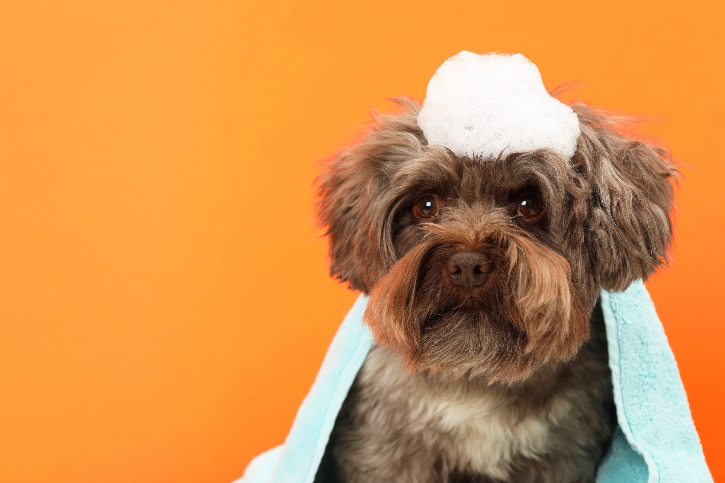 A brown dog wearing a foam hat and an aqua towel